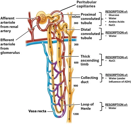 Renal tubule and vasa recta with reabsorption details