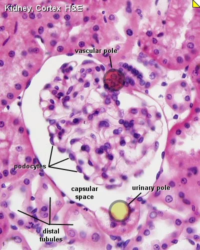 Kidney Cortex Histology: Renal Corpuscle and Tubules