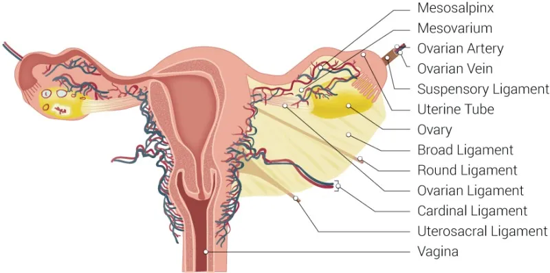 Female Reproductive Organs with Ligaments and Vasculature