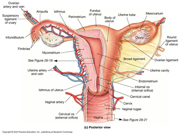 Female Reproductive Organs: Posterior View