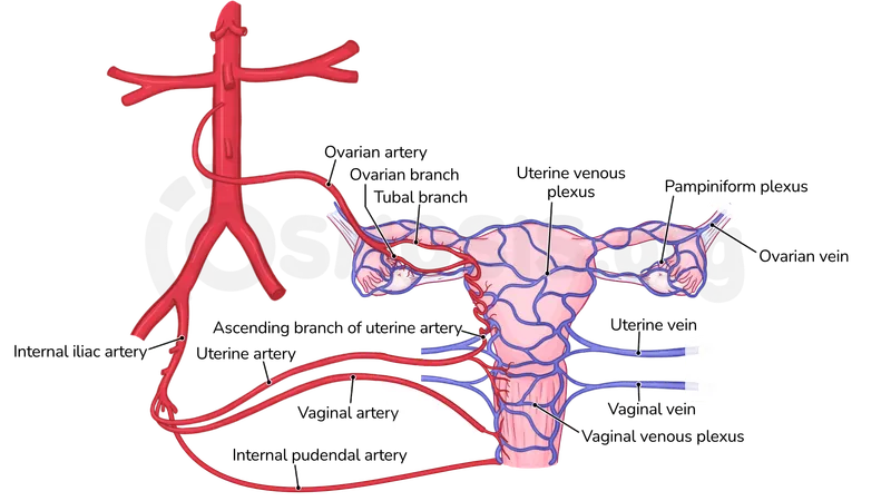 Arterial supply and venous drainage of female pelvis
