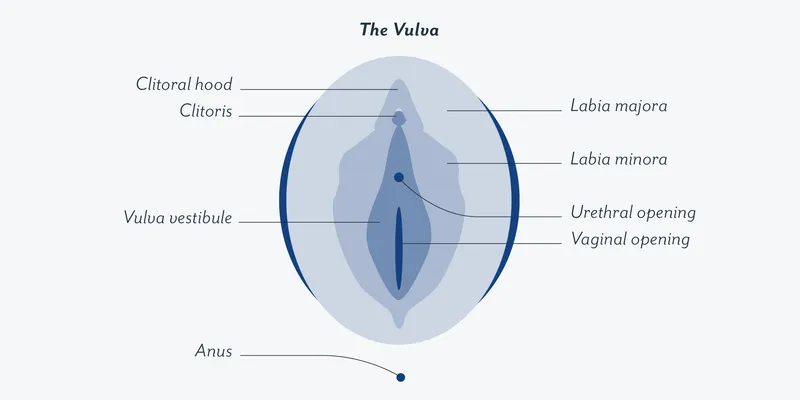 Anatomy of the Vulva