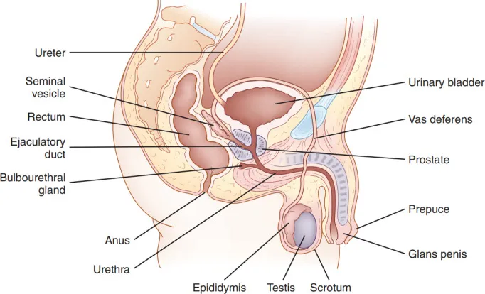 Male Pelvic Anatomy: Reproductive & Urinary Systems