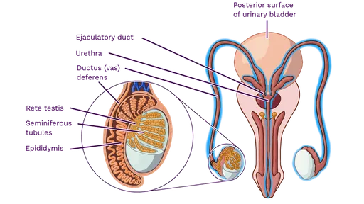 Male reproductive organs with testis and ductal system