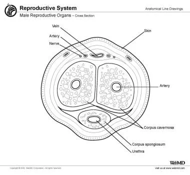 Cross-section of penis showing corpora and urethra