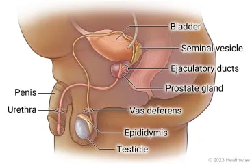 Male reproductive & urinary anatomy