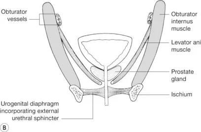 Male Pelvic Floor Muscles & Urogenital Diaphragm