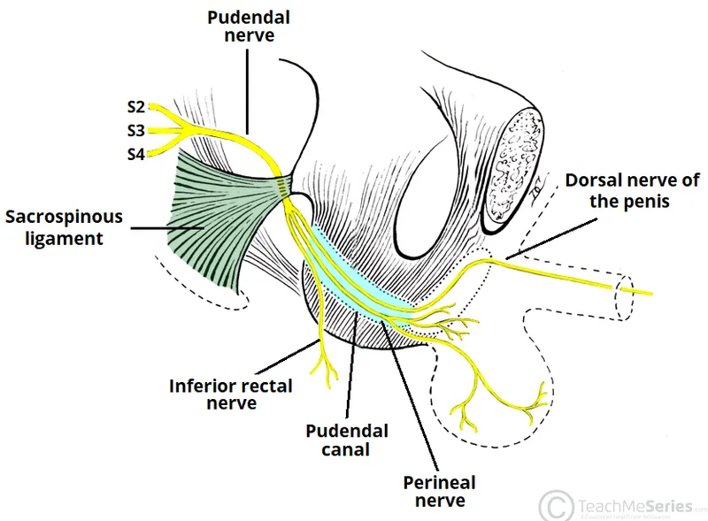 Pudendal nerve and branches in the male pelvis