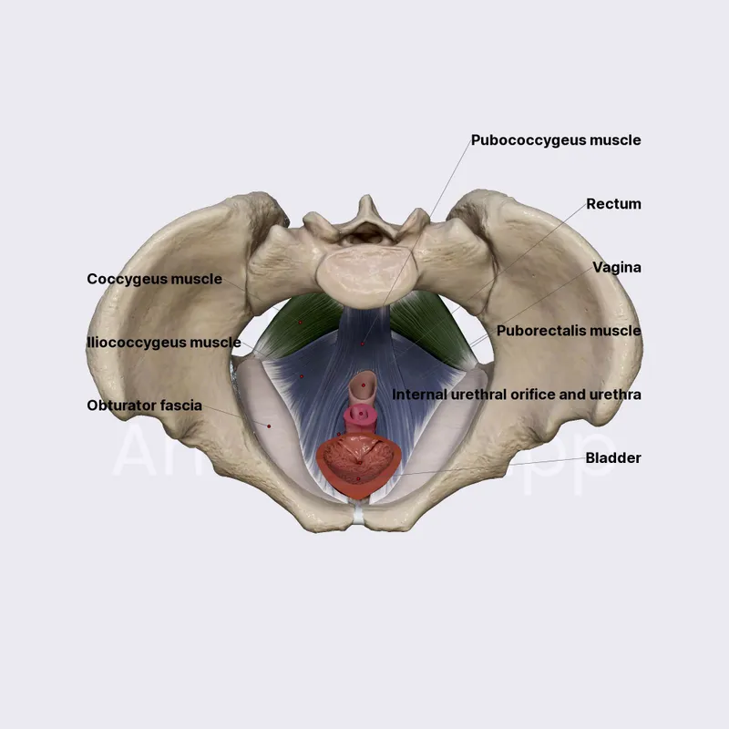 Pelvic Floor Muscles and Organs, Superior View