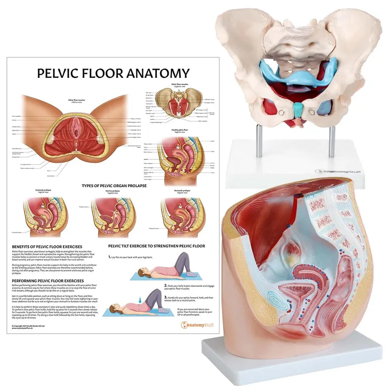 Female Pelvic Floor Anatomy, Prolapse, and Exercises