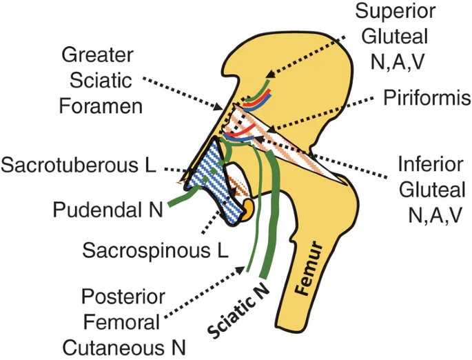 Posterior Pelvic Ligaments, Foramina, and Nerves
