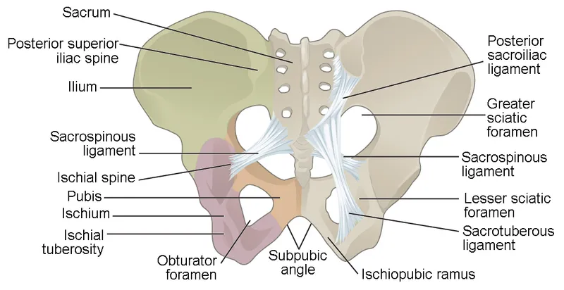 Pelvic Girdle and Ligaments: Anterior View