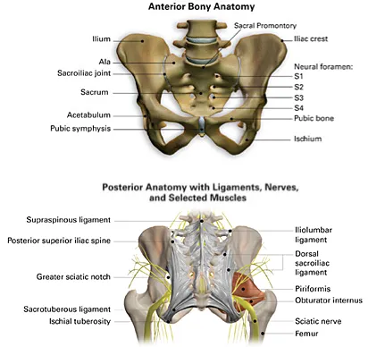 Pelvic girdle: anterior bony anatomy and posterior ligaments