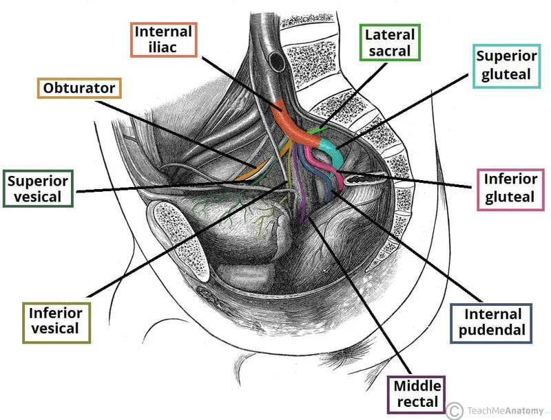 Internal Iliac Artery Branches in the Pelvis