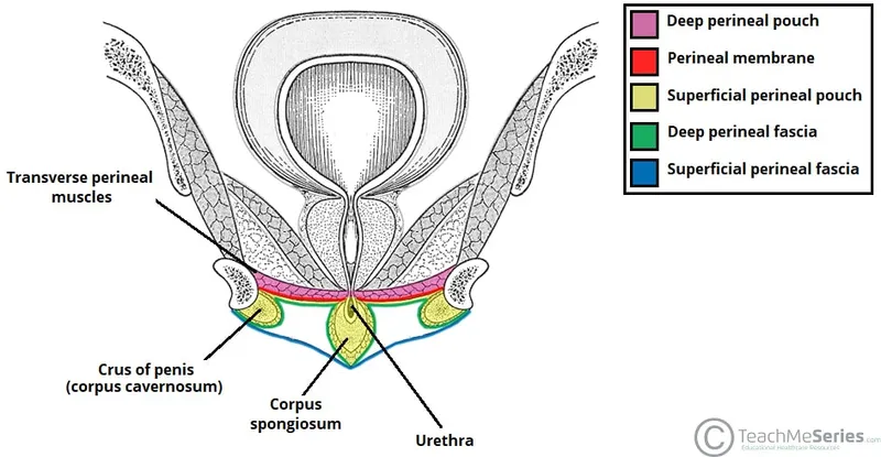 Male Urogenital Triangle: Layers and Perineal Pouches