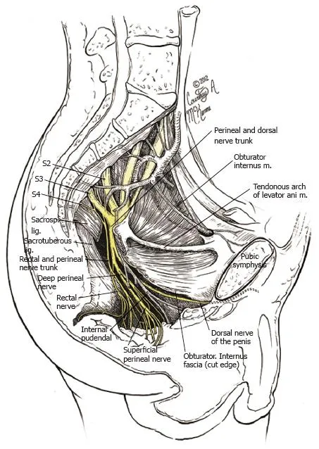 Pudendal Nerve and Internal Pudendal Vessels in Pelvis