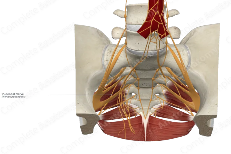 Pudendal Nerve Course and Pelvic Anatomy