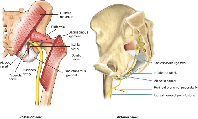 Pudendal Nerve and Vessels: Posterior and Anterior Views
