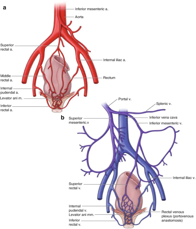 Arterial supply and venous drainage of rectum and anal canal