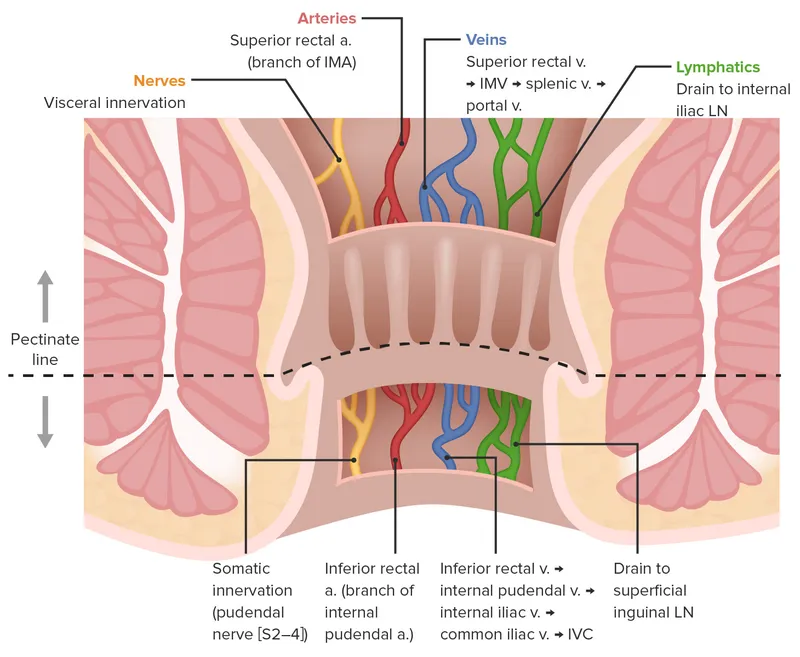 Pectinate Line: Blood Supply, Innervation, Lymphatics