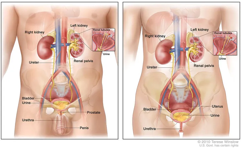 Male and Female Urinary Systems
