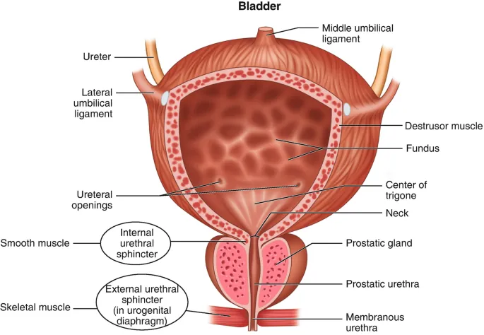 Anatomy of the Urinary Bladder and Urethra