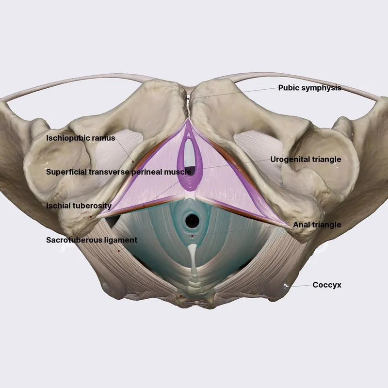 Female perineum with urogenital and anal triangles