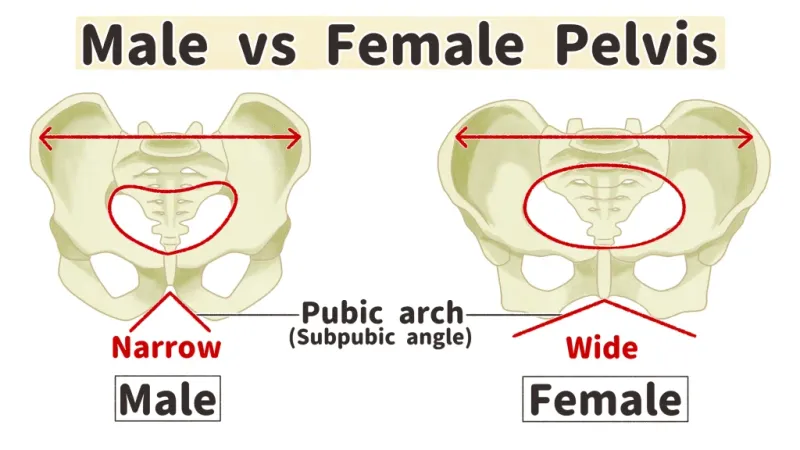 Male vs Female Pelvis: Key Differences
