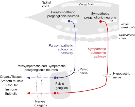 Pelvic Autonomic Innervation Pathway