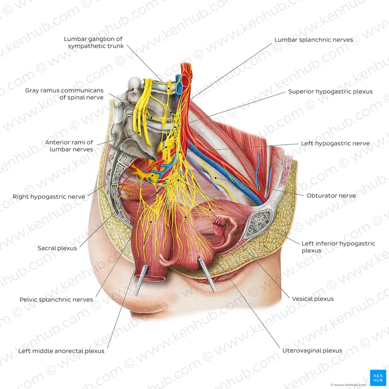 Pelvic Innervation: Plexuses and Nerves