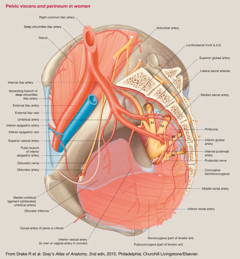 Pelvic Vasculature in Women