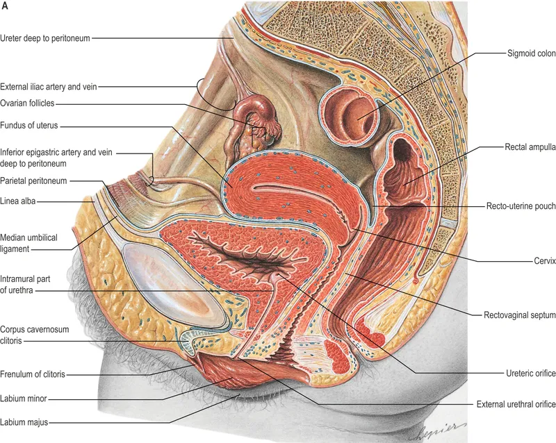 Female Pelvic Viscera Sagittal View