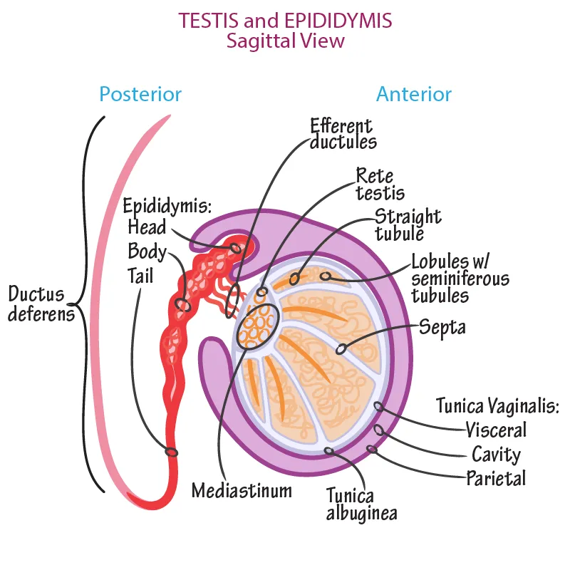 Testis and Epididymis Sagittal View