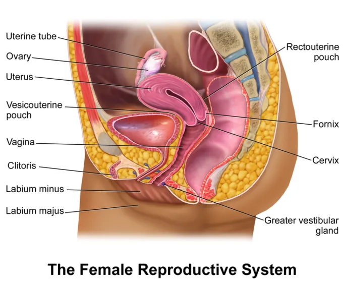 Female urogenital system sagittal view