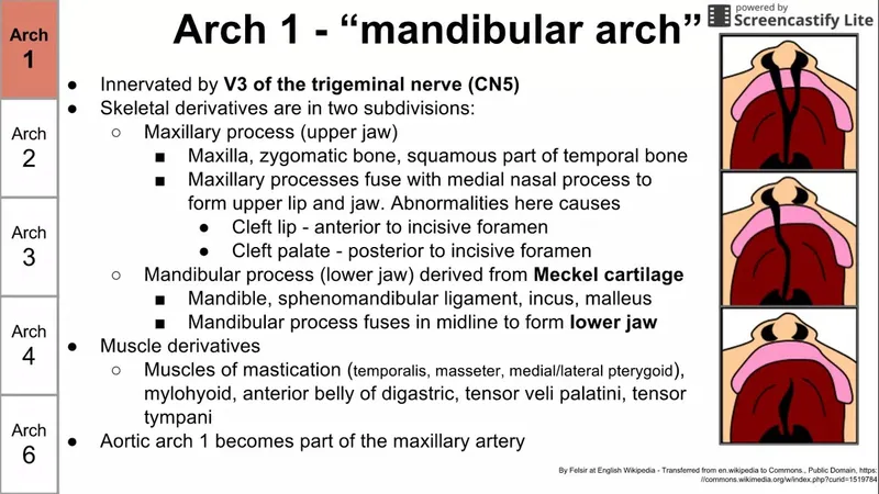 First Pharyngeal Arch Derivatives: Skeletal and Muscle
