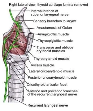 Larynx: Intrinsic Muscles and Laryngeal Nerves