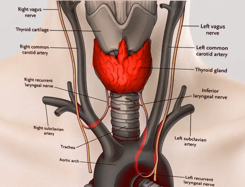 Laryngeal cartilages and recurrent laryngeal nerve path