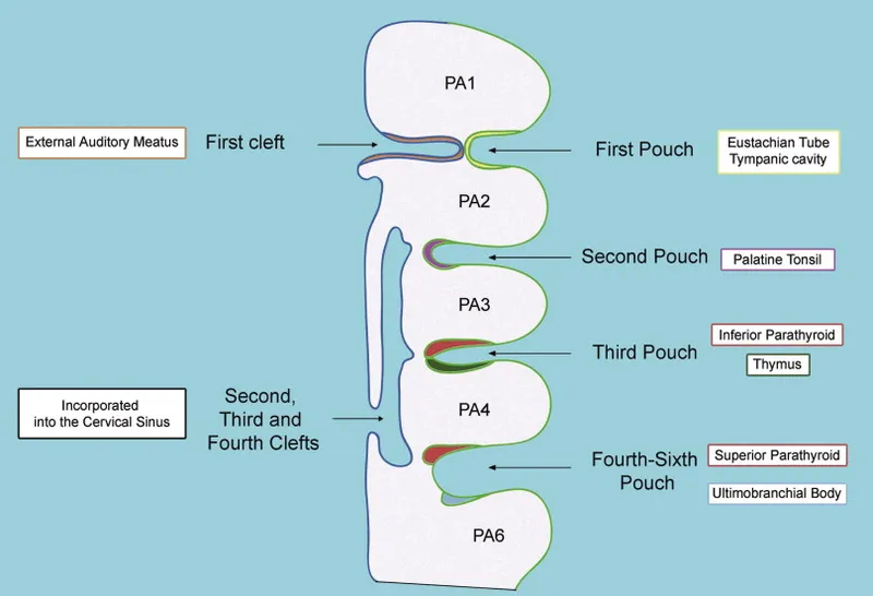 Pharyngeal Pouches and their Derivatives