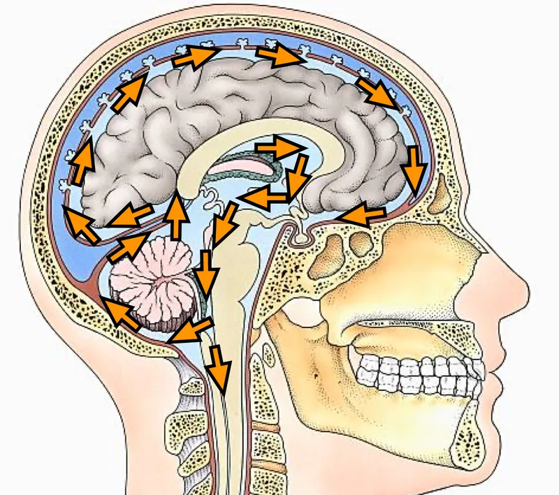 Sagittal view of CSF flow in brain and spinal cord