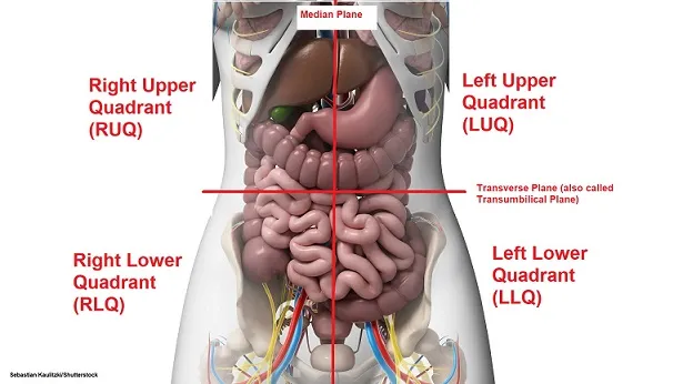 Abdominal Quadrants with Organs and Planes