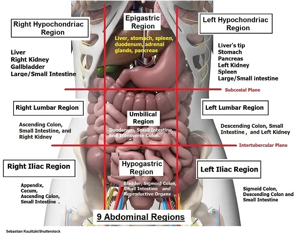9 Abdominal Regions with Organ Locations