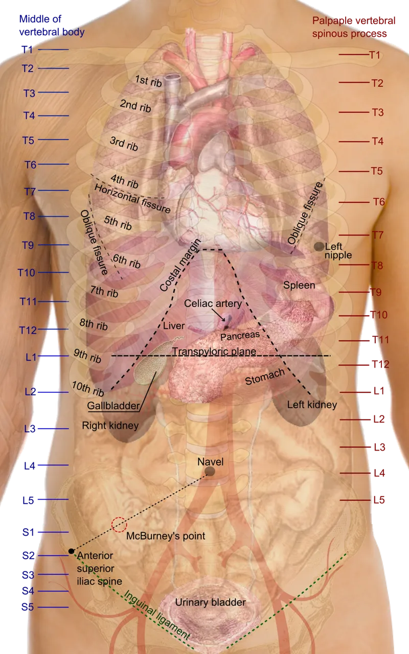 Abdominal surface anatomy with organ projection
