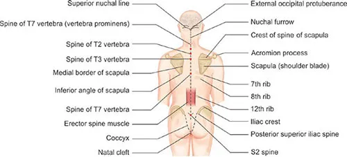 Surface Anatomy of the Back: Bony Landmarks