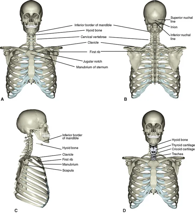 Head, neck, and upper torso skeletal landmarks