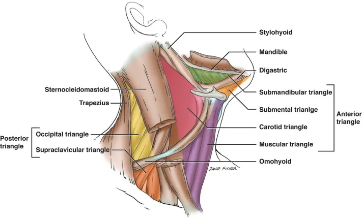 Triangles of the Neck with Major Muscles Labeled