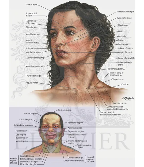 Head and neck surface anatomy with regions and triangles