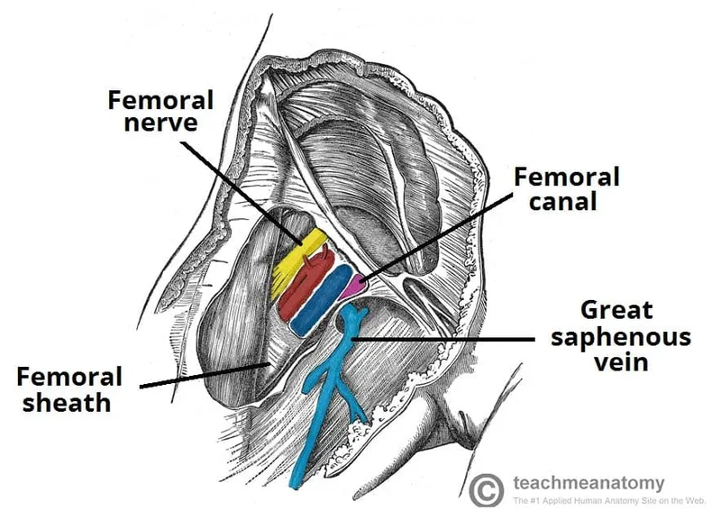 Femoral Triangle Anatomy: Nerves, Vessels, and Sheath