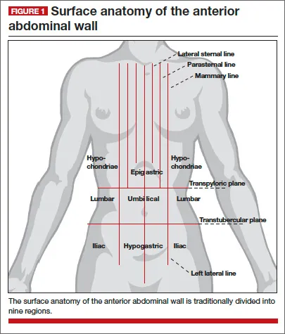 Abdominal surface anatomy with regions and planes