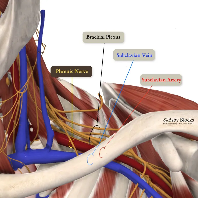Brachial Plexus, Phrenic Nerve, Subclavian Vein/Artery