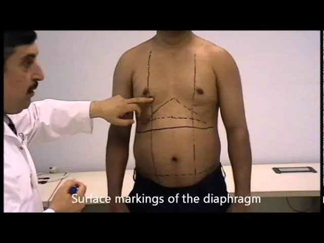 Surface markings of abdominal organs and diaphragm